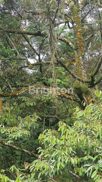 image VILLA+KEBUN BUAH, SERTA PETERNAKAN SANGAT COCOK UNTUK INVESTASI, KP CITEUREUP, LEUWILIANG, BOGOR, JAWA BARAT  (6)