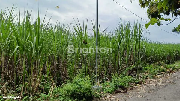 image SAWAH LUAS DEKAT JALAN RAYA BLIMBING JOMBANG (2)