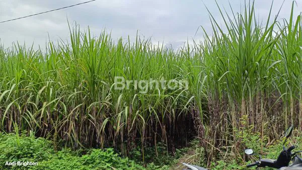 image SAWAH LUAS DEKAT JALAN RAYA BLIMBING JOMBANG (3)