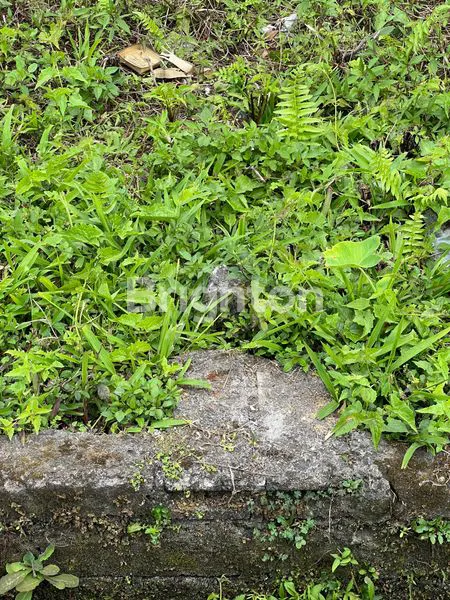 image LAHAN 900M2 DI BEDUGUL (7)