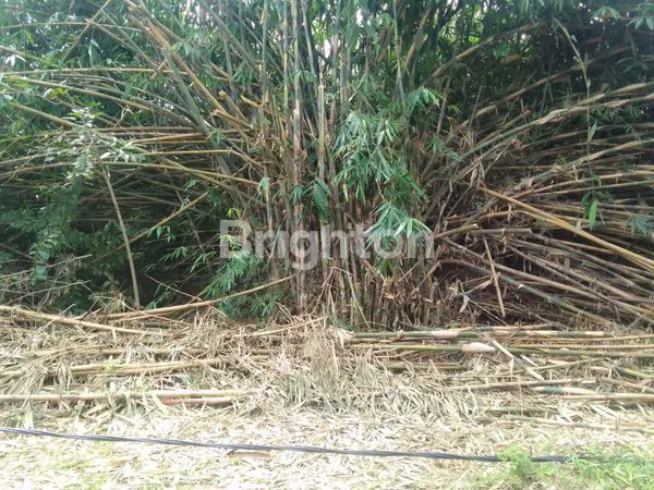 image TANAH SODONG (2)