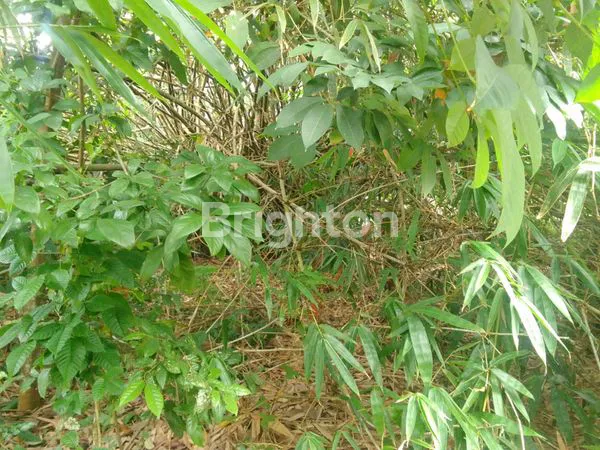 image TANAH SODONG (3)