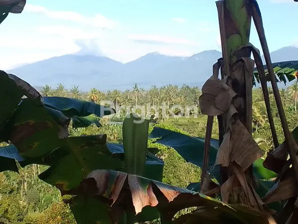 image LAHAN PUHU PAYANGAN (6)