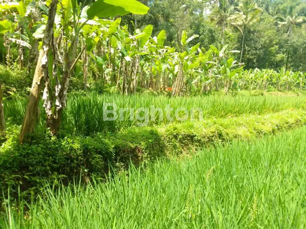 image LAHAN PUHU PAYANGAN (8)