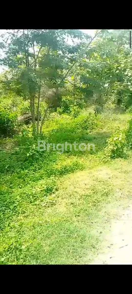 JUAL LAHAN BALONG REJO NGANJUK