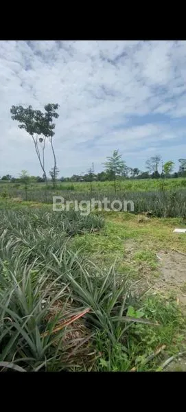 TANAH LUAS, SUBUR, COCOK UNTUK PETERNAKAN, KEDIRI