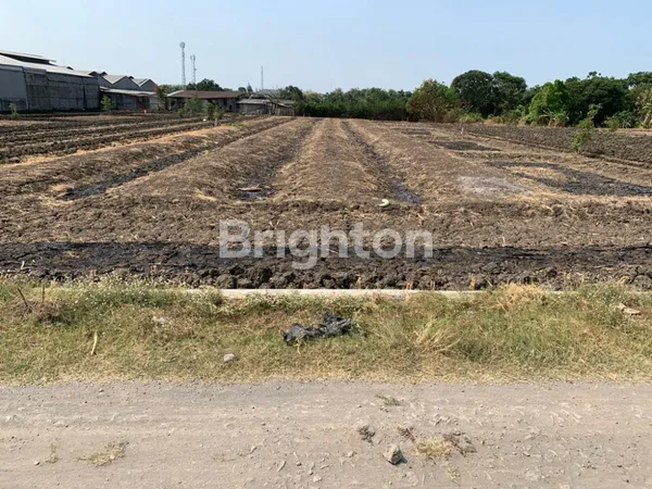 image TANAH DI RAYA DOMAS MENGANTI GRESIK (1)