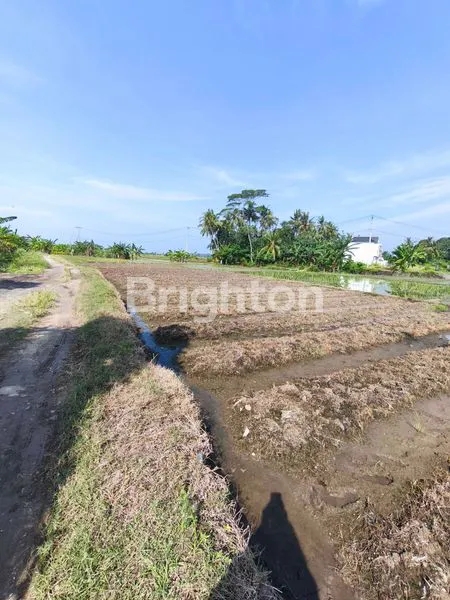 image TANAH KERING 9 ARE ZONA KUNING DI TIBUBIYU, TABANAN (6)