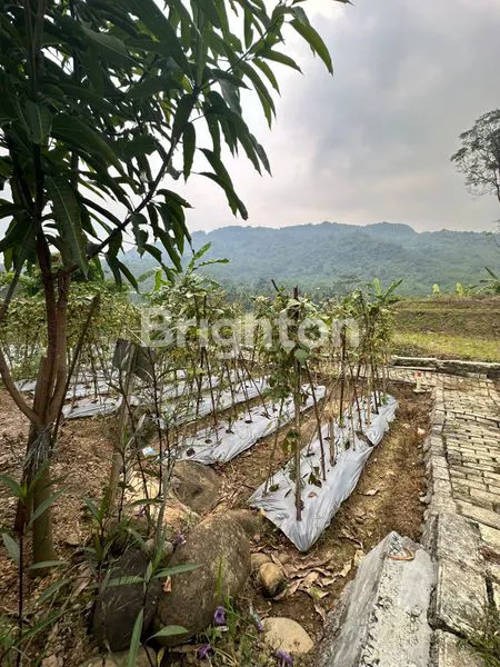 image VILLA HARMONY FARM BOGOR (5)