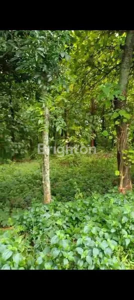 Gambar Property LAHAN POHON JATI