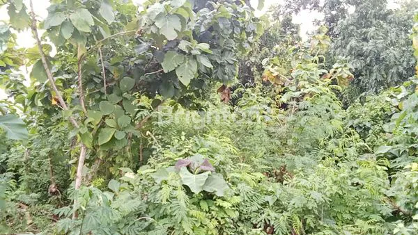 TANAH DI SEWAKAN JANGKA PANJANG COCOK UNTUK VILLA ATAU  INVESTASI  DI ULUWATU