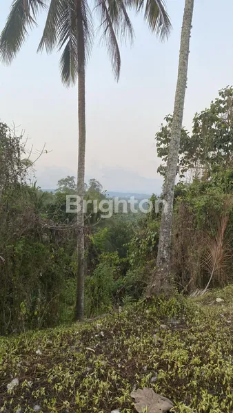 image TANAH TABANAN 1,2 HEKTAR 25 JUTA PER ARE (2)