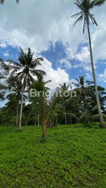 image TANAH TABANAN 1,2 HEKTAR 25 JUTA PER ARE (3)