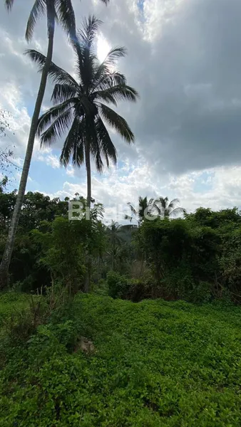 image TANAH TABANAN 1,2 HEKTAR 25 JUTA PER ARE (4)