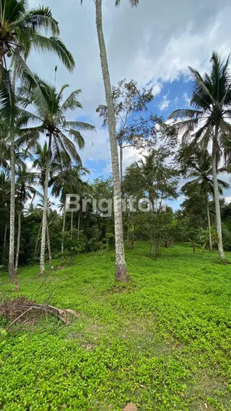 image TANAH TABANAN 1,2 HEKTAR 25 JUTA PER ARE (6)