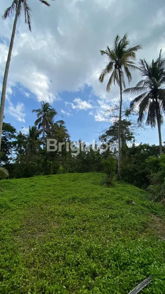 image TANAH TABANAN 1,2 HEKTAR 25 JUTA PER ARE (8)