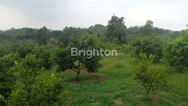 image TANAH KEBUN DURIAN DAN ANEKA BUAH BERIKUT BANGUNAN RUMAH TEGAL WANGI JASINGA  BOGOR (2)