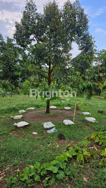 image TANAH KEBUN DURIAN DAN ANEKA BUAH BERIKUT BANGUNAN RUMAH TEGAL WANGI JASINGA  BOGOR (4)