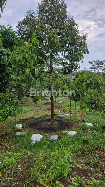 image TANAH KEBUN DURIAN DAN ANEKA BUAH BERIKUT BANGUNAN RUMAH TEGAL WANGI JASINGA  BOGOR (5)
