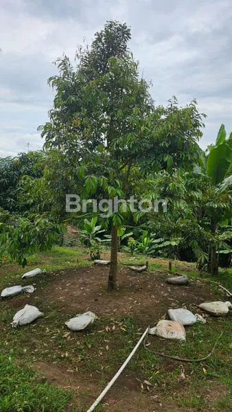 image TANAH KEBUN DURIAN DAN ANEKA BUAH BERIKUT BANGUNAN RUMAH TEGAL WANGI JASINGA  BOGOR (6)