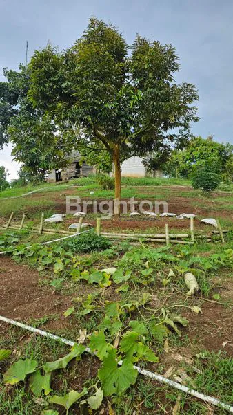 image TANAH KEBUN DURIAN DAN ANEKA BUAH BERIKUT BANGUNAN RUMAH TEGAL WANGI JASINGA  BOGOR (3)