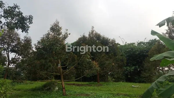 image TANAH KEBUN DURIAN DAN ANEKA BUAH LOKASI TEGAL WANGI JASINGA BOGOR (1)