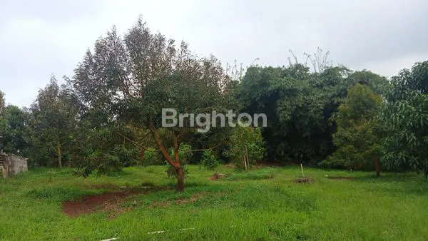 image TANAH KEBUN DURIAN DAN ANEKA BUAH LOKASI TEGAL WANGI JASINGA BOGOR (6)