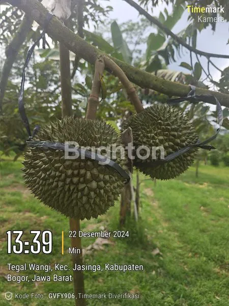 image TANAH KEBUN DURIAN DAN ANEKA BUAH LOKASI TEGAL WANGI JASINGA BOGOR (7)