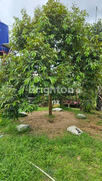 image TANAH KEBUN DURIAN DAN ANEKA BUAH LOKASI TEGAL WANGI JASINGA BOGOR (4)