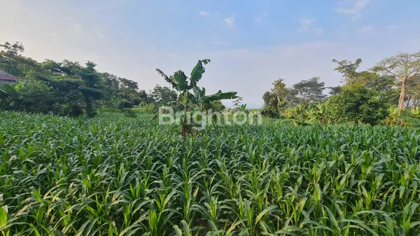 image TANAH PRIGEN PASURUAN (4)