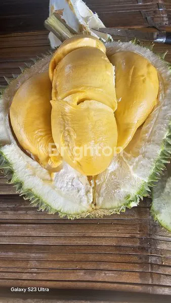 image TANAH KEBUN DURIAN DAN ANEKA BUAH LOKASI TEGAL WANGI JASINGA BOGOR (5)