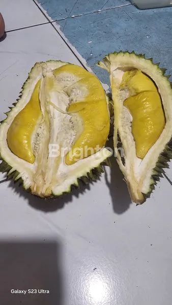 image TANAH KEBUN DURIAN DAN ANEKA BUAH LOKASI TEGAL WANGI JASINGA BOGOR (8)