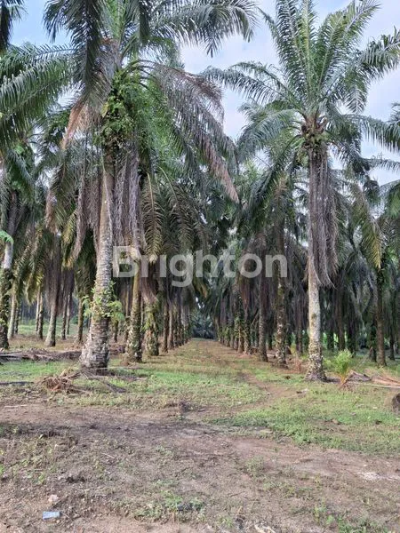 SAWIT MASIH PRODUKTIF