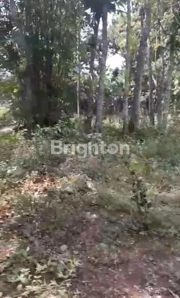 DIJUAL SEBIDANG TANAH DI BEJIHARJO, KARANGMOJO,GUNUNG KIDUL, WONOSARI JOGJAKARTA.