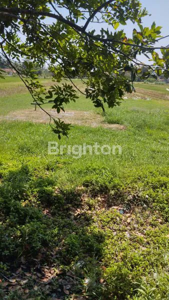 DIJUAL RUMAH DENGAN HALAMAN LUAS DI PANDAK, BANTUL, DAERAH ISTIMEWA YOGYAKARTA