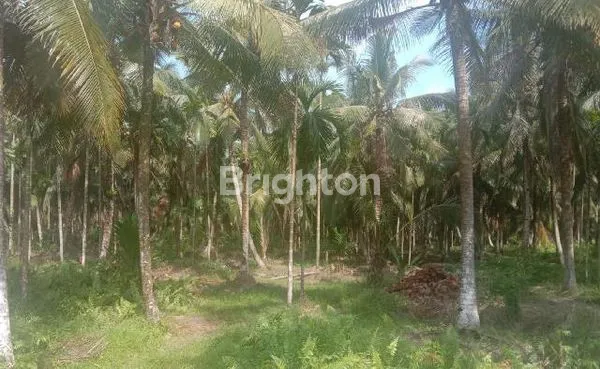LAHAN KEBUN KELAPA 60 JT