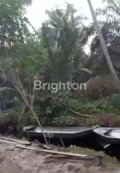 image LAHAN KEBUN KELAPA 60 JT (5)