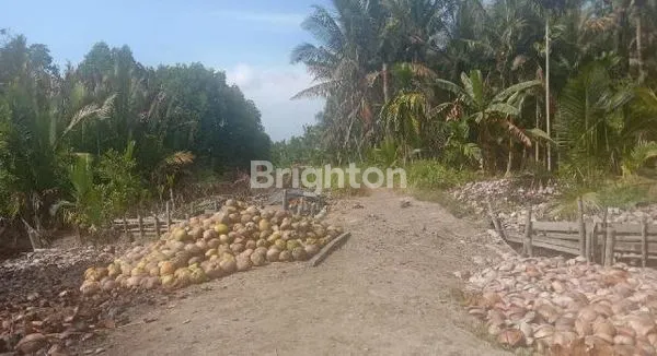 image LAHAN KEBUN KELAPA 60 JT (2)