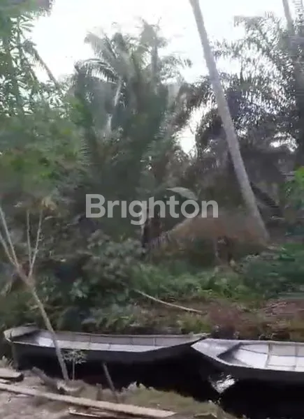 image LAHAN KEBUN KELAPA 60 JT (4)