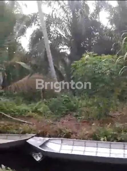 image LAHAN KEBUN KELAPA 60 JT (3)