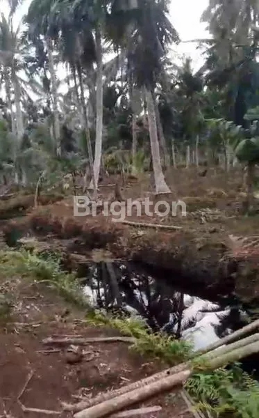 KEBUN KELAPA TEMBILAHAN 100JT