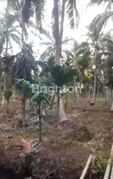 image KEBUN KELAPA TEMBILAHAN 100JT (4)