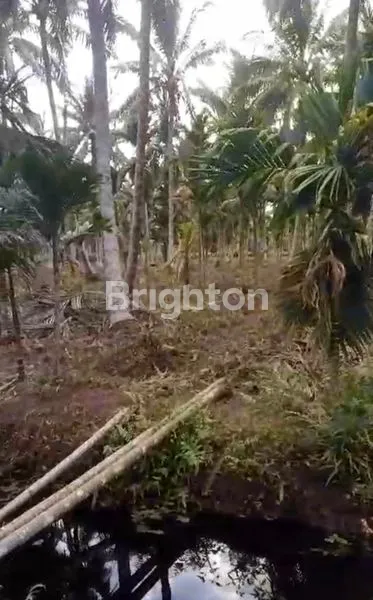 image KEBUN KELAPA TEMBILAHAN 100JT (2)