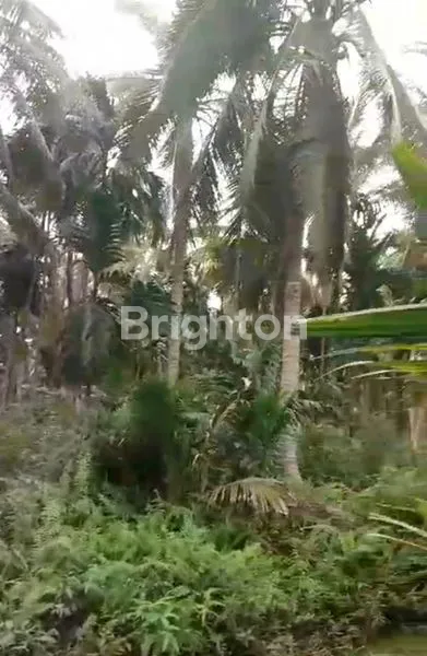image KEBUN KELAPA TEMBILAHAN 100JT (3)