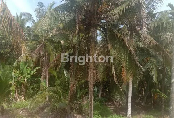 image KEBUN KELAPA TEMBILAHAN 100JT (5)