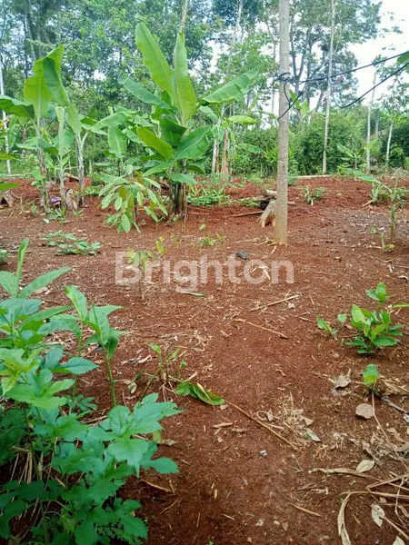 DIJUAL TANAH LOKASI STRATEGIS SINGOROJO KABUPATEN KENDAL