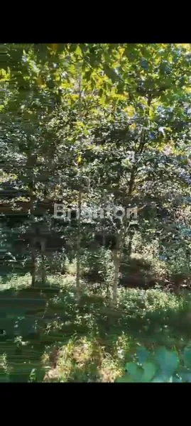 image DIJUAL TANAH PERKEBUNAN 1,3 HEKTAR – HARGA TERJANGKAU!  (2)