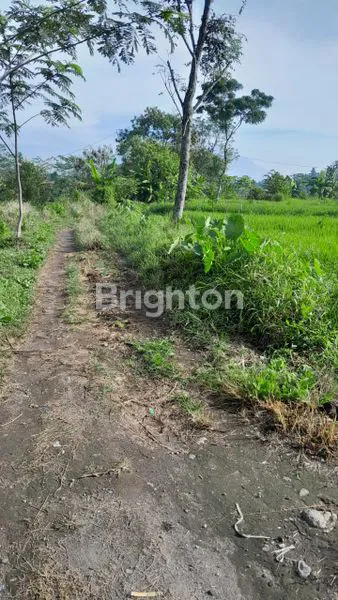 image SAWAH JOGJA UTARA, SELANGKAH JL. PANDANARAN KAMPUS UII KALIURANG KM 11  (1)
