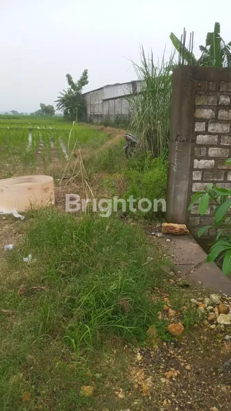 image TANAH DI RAYA WONOREJO BALONGPANGGANG GRESIK (1)
