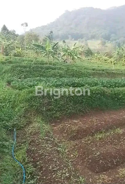 image DIJUAL TANAH DI TRAWAS MOJOKERTO  (2)